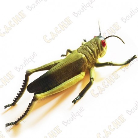 Cache "insect" - Large grasshopper