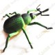 Cache "Inseto magnética" - Grande besouro verde
