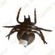 Cache "Insecto" - Araña