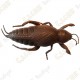 Cache "Insecto" - Cucaracha